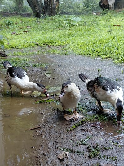 Three Muscovy ducks forage in a muddy area near green vegetation. One duck is predominantly white, while the other two are black and white. All three have red facial wattles. The ground is wet, possibly from rain, as puddles of water reflect the sky. The ducks appear focused on searching for food in the water and mud.