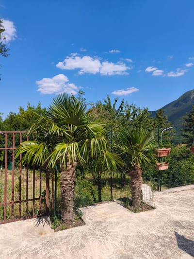 The image depicts a sunny outdoor scene with two palm trees prominently featured in the foreground. They stand on a concrete surface, with a wire fence separating them from a densely vegetated area behind. The fence is made of brown metal bars in the left foreground and green wire mesh further back. In the background, lush green trees and foliage extend towards a large, verdant mountain. The sky is a vibrant blue with scattered white clouds. Two terracotta planters, one atop the other, are mounted on a green pole in the middle ground, to the right of the palm trees. The scene suggests a warm, Mediterranean climate, consistent with the location of Campochiaro, Italy. No people are visible in the image.