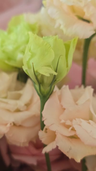 A close-up, vertical shot showcases a bouquet of eustoma flowers. The foreground is dominated by a light green eustoma bud, with two slender, dark green sepals curving upwards. To the right and left of the bud, out-of-focus, delicate pale pink eustoma flowers are visible, their petals softly layered. The background is a blur of pastel pink, suggesting a soft, diffused lighting environment. The image is a still life, with no people or animals present. The location of this image is not specified in the provided context.