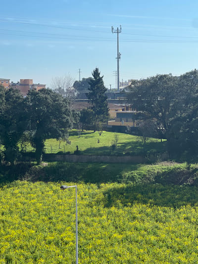 A vibrant field of yellow flowers sprawls alongside a green park. Tall trees punctuate the landscape, with buildings visible in the distance. A cell tower and power lines stretch across the clear blue sky. The scene is bathed in bright sunlight.