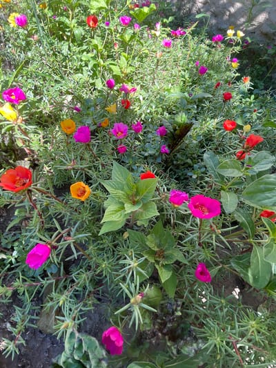 In a garden bed located in the city of Кызыл-Тоо, Kyrgyzstan, a dense cluster of Portulaca grandiflora flowers are in bloom. The flowers display a vibrant spectrum of colors, including bright pink, orange, red, and yellow, with some buds still closed. The plants have a low, sprawling growth habit with succulent, needle-like leaves. The ground beneath the flowers consists of dark soil and some fallen leaves. The background features lush green foliage and a stone wall, suggesting an outdoor setting bathed in sunlight. There are no people or animals visible in the image.