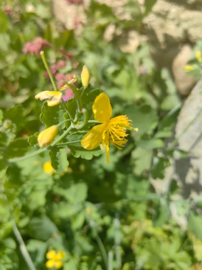 The image shows a close-up of a Chelidonium majus (Greater Celandine) plant with a yellow flower in bloom and several unopened buds. The plant is set against a background of green foliage and a blurred section of a stone or concrete wall in the city of Pirdop, Bulgaria. The flower has four petals and a cluster of stamens. The leaves of the plant are deeply lobed.