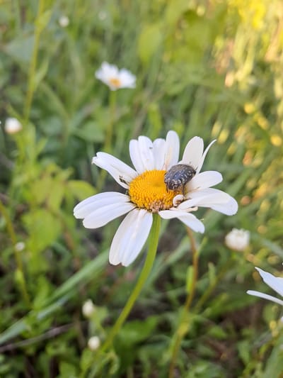 This close-up photograph features a daisy-like flower with a beetle resting on its vibrant yellow center. The flower has bright white petals, some of which appear slightly bent or folded, surrounding a densely packed, textured yellow disc. A small, dark-colored beetle, exhibiting a mottled pattern of lighter grey or black, is positioned on the flower's reproductive parts, seemingly stationary or feeding.
The background is softly blurred, showcasing a natural outdoor setting dominated by lush green foliage. Scattered in the background are other out-of-focus white flowers, indicating a field or meadow abundant with similar flora. The scene is illuminated by a warm, soft light source from the upper left, suggesting either early morning or late afternoon sun, which creates a subtle lens flare effect. The weather appears bright and clear. The overall mood conveyed is one of peaceful observation of nature in Полянки, Russia. There is no visible text in the image.