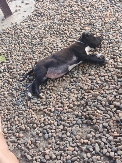 A black and white dog is lying on its side on a bed of small, smooth pebbles. The dog is mostly black with a white patch on its chest and white markings on its paws. Its eyes are closed, and it appears to be sleeping or resting. The dog is lying down, with its legs extended. A portion of a concrete slab and some brown metal, possibly a bench or table leg, are visible in the upper left corner of the image. A single green leaf is also visible near the dog's hindquarters. The ground is covered in various shades of grey, brown, and tan pebbles. The lighting suggests it is daytime, with no specific indication of the time of day or weather. The scene is outdoors, possibly in a yard or park. There is no visible text in the image. The overall impression is one of a peaceful moment of rest for the animal.