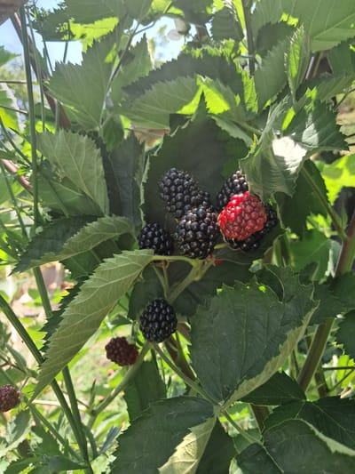 In Chobruchi, Moldova, a close-up, vertical, outdoor shot focuses on a blackberry bush laden with fruit. Several ripe, dark blackberries are visible, nestled amongst lush green leaves. One blackberry stands out, a vibrant red, indicating it is still ripening. The sunlight filters through the leaves, casting shadows and highlighting the texture of the berries and foliage. The background is a blur of green and brown, suggesting a natural outdoor setting, possibly a garden or field. No people are present in the image.