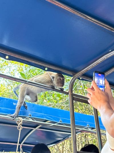 A monkey hangs from the metal frame of a vehicle with a blue canvas top. It grips the frame with its hands and feet. A person holds a smartphone above the monkey, presumably taking a picture. The background features green foliage, suggesting an outdoor setting.