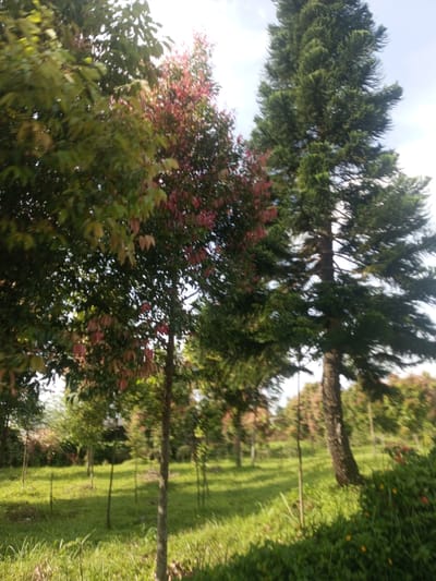 The image shows a grassy field in Ein Chay Hnit Se, Myanmar. Several trees of different species are present, including one with red foliage. There are also some small, colorful flowers. The trees are arranged in an apparent plantation-like setting. The field is uneven, with some higher areas covered in dense foliage.