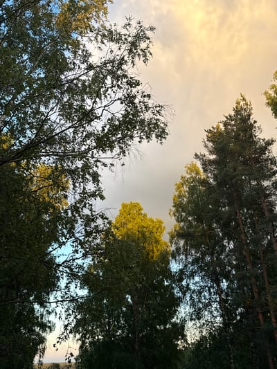 An outdoor, eye-level, close-up shot captures a view through dense foliage towards a brightly lit sky with clouds, possibly during sunset or sunrise. The sky is a mix of warm yellow, orange, and pale blue tones. In the foreground and framing the image are numerous trees with green and yellow leaves, branches, and dark trunks. Some trees are tall and slender, like pines, while others are broader. The scene appears to be in a natural or park-like setting within Voeikovo, Russia. There are no people or discernible objects or actions in the frame.