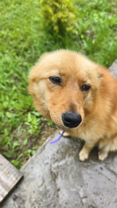 A medium shot captures a golden-brown dog with dark eyes and a black nose, looking down and slightly to its right. The dog is wearing a thin, purple collar. It is positioned on a grey, textured surface, possibly concrete, which appears wet in places. To the left of the dog, a portion of a wooden plank with visible grain is visible. The background consists of lush green grass and some yellow-green foliage, suggesting an outdoor setting. The lighting is natural, indicating it is daytime. There are no people or other animals visible in the frame. The overall impression is one of a domestic dog in a natural or semi-natural outdoor environment.