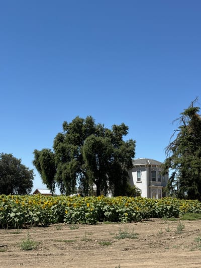 This image depicts a rural landscape under a clear blue sky, suggesting a sunny daytime. The scene is divided horizontally, with the upper portion dominated by a vast expanse of sky and a few trees, while the lower half features a cultivated field adjacent to a line of sunflowers. In the background, a light-colored, multi-story building with a distinctive architectural style, possibly a historic home or mansion, is visible amidst the foliage. The building appears to have several windows and a prominent roofline.

A dense row of sunflowers forms a vibrant border between the cultivated field and the trees. The sunflowers, with their yellow petals and dark centers, are in full bloom, creating a striking visual contrast with the dry, tilled soil of the adjacent field. The field itself shows clear signs of recent cultivation, with parallel furrows characteristic of agricultural activity.

Several large trees, some with dark green foliage and others appearing more sparse with bare branches, frame the scene, adding depth and texture. The overall impression is one of natural beauty and agricultural productivity in a serene, possibly rural or suburban setting in the United States. There is no visible text in the image.