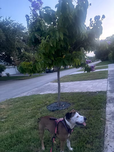 A medium-sized dog with brown and white fur is standing on a grassy area next to a sidewalk in Hollywood, Florida, United States. The dog is wearing a pink harness and a red leash. In the background, there is a tree with purple flowers and green leaves, a street, and houses. The sky is a pale blue with some clouds. The lighting suggests it is either early morning or late evening.