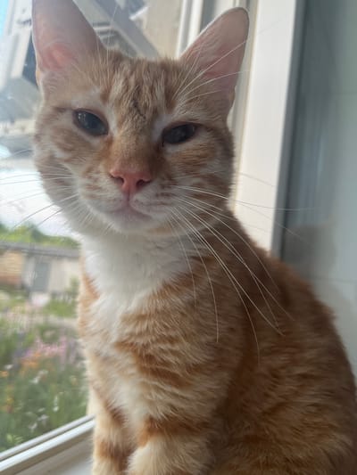 An orange tabby cat with white fur on its chest sits on a windowsill. The cat's eyes are partially closed, and its ears are pointed forward. The background is blurred, showing a garden with flowers and trees. The image appears to be taken indoors, looking out through a window with a screen. The location is not identifiable in the image.