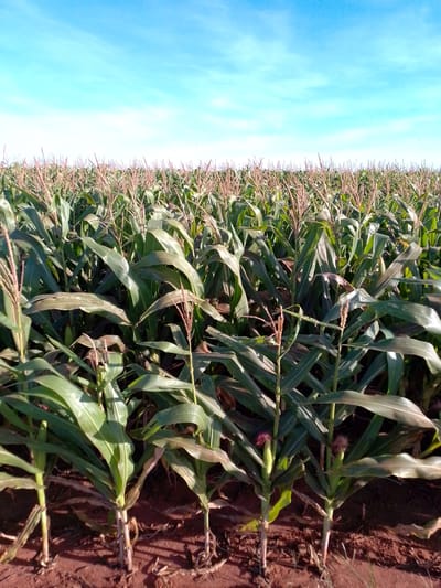 The image depicts a large cornfield under a clear blue sky with scattered white clouds. The cornstalks are tall and green, with visible tassels and developing ears. The soil appears reddish-brown. The perspective is from within the field, looking towards the horizon, with rows of corn stretching into the distance. The crops suggest an agricultural setting. The image is attributed to São Gabriel Do Oeste, Brazil.