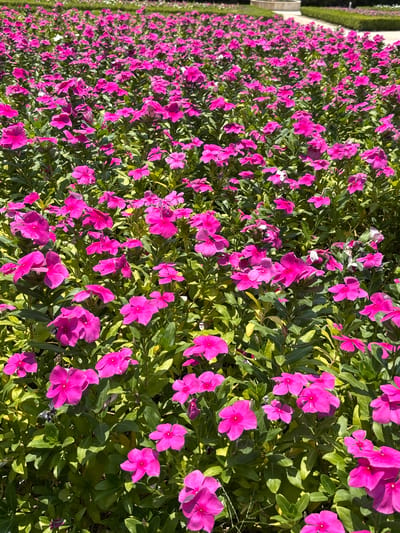 The image shows a dense ground cover of pink flowers and green foliage. It appears to be a flower bed located in Tehuixtla, Mexico. The flowers are in full bloom, suggesting a warm, sunny climate. A trimmed hedge is visible in the distance on the left side of the frame.