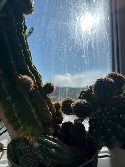 A low-angle shot looking up at a cactus plant in a pot situated on a windowsill. The cactus is green with numerous small, round offshoots or buds covered in spines. In the background is a window with a view of a bright, sunny sky that has some cloud cover. The window glass appears to be textured or slightly dirty, diffusing the sunlight. The location in Orel, Russia is speculative.