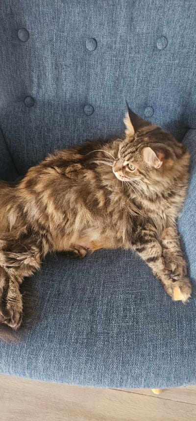 A long-haired tabby cat is lying on a blue denim-like chair. The cat is positioned diagonally across the frame, with its head turned to the right and its body extending towards the left. Its fur is a mix of brown, black, and tan stripes, and it has long white whiskers. The cat's right front paw is visible, resting on the chair. The chair has a textured surface with tufted buttons. The background is the same blue fabric of the chair, with a wooden floor visible at the bottom of the image. There is no indication of the city of Sint-Niklaas, Belgium in the image.