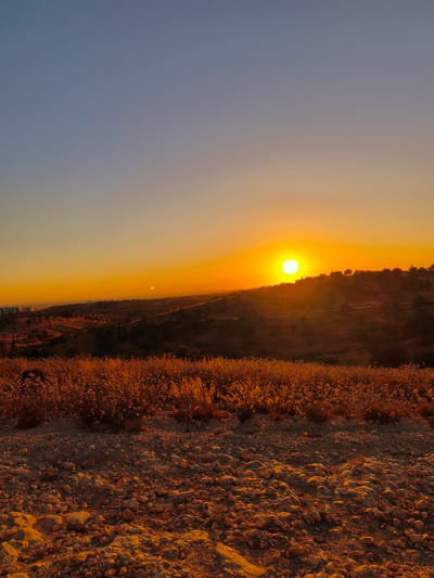 A vertical, eye-level, wide shot captures a sunset over a landscape in Be'er-Sheva, Israel. The sky transitions from a clear, pale blue at the top to a vibrant orange near the horizon. The sun, a bright, white-hot orb, is positioned slightly to the right of the frame, casting a warm glow. In the middle ground, a rolling hill is dotted with dark trees and foliage, with a faint line indicating a road or path. To the far left, a cluster of modern buildings with a tall, slender tower is visible, suggesting an urban edge to the natural scenery. The foreground is dominated by dry, golden-brown grasses and wildflowers, interspersed with scattered rocks and pebbles, all illuminated by the setting sun. The overall impression is one of natural beauty at dusk, with a hint of urban presence on the horizon.