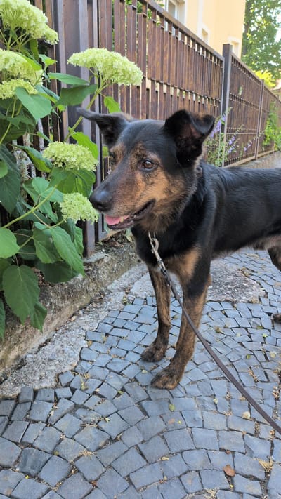 A medium-sized, mixed-breed dog with black and tan fur stands on a cobblestone sidewalk next to a metal fence and a flowering shrub. The dog is on a leash, and its mouth is slightly open, with its tongue visible. In the background, a building with a yellow facade is visible, along with trees and other foliage. The scene appears to be a street in Buttstädt, Germany, given the architectural style and vegetation. The dog's attention is directed towards the shrub, suggesting it might be sniffing or investigating the plant. The lighting indicates it is daytime, with shadows suggesting a slightly overcast sky or dappled sunlight.