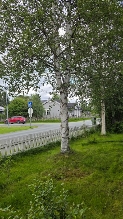 In the city of Tynset, Norway, a red SUV is parked on the side of a paved road. The vehicle is positioned on the left side of the road, facing away from the camera. Adjacent to the road, a white picket fence lines the property. Beyond the fence, several grey houses with dark roofs are visible, set against a backdrop of lush green trees and foliage. In the foreground, a tall birch tree with distinctive white bark stands prominently, its branches laden with green leaves. The sky above is overcast, with diffused sunlight illuminating the scene. A pedestrian crossing sign with a blue background and a white pedestrian icon is also present near the road.