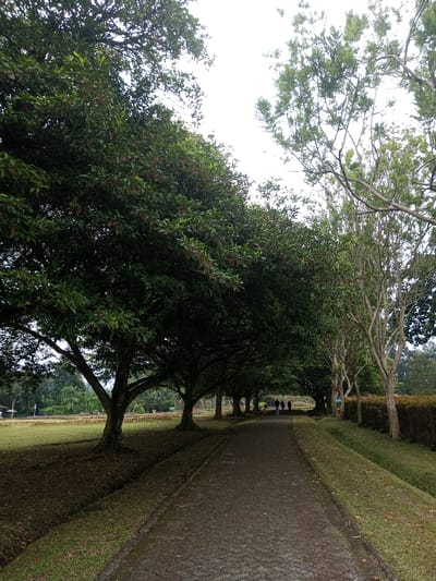 A shaded, paved path leads into the distance, lined by mature trees on either side. The left side features full, leafy trees, while the right has taller, thinner trees and a hedge. A strip of mown grass runs alongside the path. In the distance, a few people stroll along the path. The sky is overcast, and the scene conveys a sense of tranquility and nature.