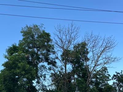 In Temryuk, Russia, a bright blue sky forms the backdrop for a cluster of trees. Three trees are prominent: a large, verdant tree on the left, a barren tree in the center with a complex network of branches, and another leafy tree to the right. The barren tree's skeletal branches reach upward, contrasting with the lush foliage of its neighbors. Three dark power lines traverse the upper portion of the image, cutting across the expanse of the sky. The image appears to be taken from ground level, looking up towards the trees and sky.