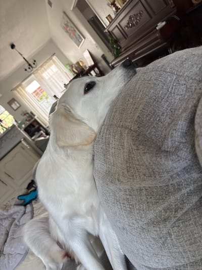 The image shows a white dog lying on a gray sofa in a sunlit room. The dog is a Labrador Retriever with light-colored fur and dark eyes. It is looking to the left, with its head resting on the sofa. The room appears to be a living room, with a fireplace and a large window visible in the background. The lighting suggests it is daytime, possibly late morning or early afternoon. The overall mood is relaxed and peaceful.