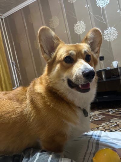 The image shows a close-up, rotated view of a corgi dog's face. The dog has light brown and white fur, with dark eyes and a pink tongue visible as its mouth is slightly open. The dog appears to be looking up towards the camera with a happy expression. In the background, a textured, patterned rug is visible, along with a striped blanket and a yellow object that could be a toy. The lighting suggests it is indoors, possibly daytime due to the brightness. The overall impression is a candid and affectionate portrait of a pet.