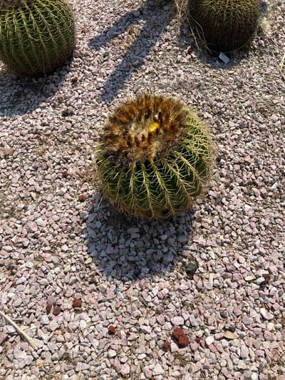 The image shows a ground-level view of a gravelly area, possibly a garden or desert landscape. Three spherical cacti are visible, two on the left and one in the center. The cacti are green with sharp spines. The central cactus has brown and yellow patches. The ground is covered in small, light-colored gravel, with some reddish-brown stones interspersed. One long, thin stick rests on the gravel. A small piece of blue debris sits near the right edge of the image. The location is suspected to be in the city of Tehuixtla, Mexico.