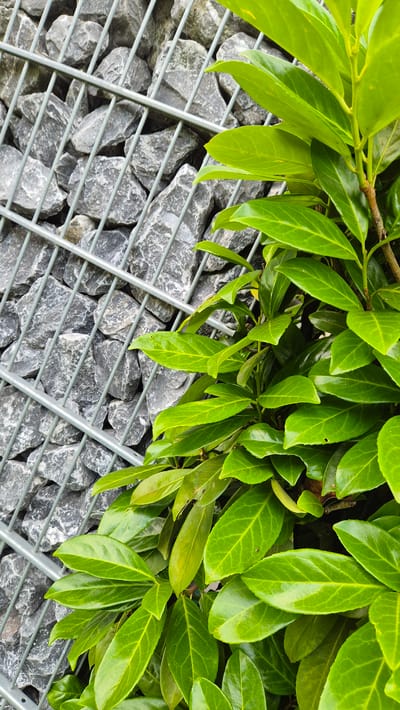 A close-up, eye-level shot captures a section of a gabion wall filled with grey stones, partially obscured by vibrant green leaves of a plant. The gabion wall's metal mesh is visible on the left side of the image, creating a grid-like pattern against the rough texture of the stones. The leaves, some glossy and reflective, dominate the right side of the frame, with their veins clearly defined. The lighting suggests an outdoor setting, possibly a garden or park in Dissen am Teutoburger Wald, Germany, given the context. No people or animals are present in the image.