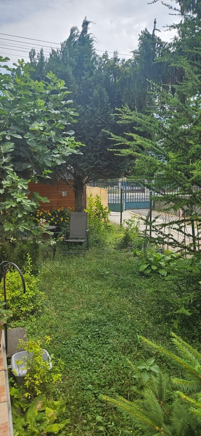 The image depicts a residential backyard in Hévíz, Hungary, characterized by lush greenery and a fence enclosing the property. Dominating the scene are several evergreen trees, including what appear to be cypress and fir varieties, which create a dense canopy. In the foreground, on the left, a fig tree with large, lobed leaves is visible, its branches extending towards the center of the frame. The ground is covered in a thick carpet of grass and clover, with scattered yellow wildflowers.
A dark grey lawn chair is positioned on the grass, slightly to the right of the center, suggesting a space for outdoor relaxation. Behind the chair, a small, round metal table is partially obscured by foliage. To the left of the chair, a wooden structure, possibly a shed or part of a building, is visible with a watering can hanging from its exterior. A black metal garden stake with a curved top stands in the lower left corner, partially covered by foliage.
In the background, a green metal fence runs horizontally across the image, with a gate visible in the center. Beyond the fence, there are indications of a paved area and possibly more residential structures, obscured by the trees and fence. The sky is overcast with grey clouds. The overall impression is that of a somewhat unkempt but well-established garden space.
