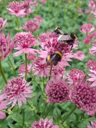 The image depicts a close-up view of pink Astrantia flowers in bloom, with two bumblebees actively foraging amongst them. The flowers are intricately detailed, showing their spiky petals and central clusters of stamens. The bumblebees are in focus on two different flowers, their fuzzy bodies and distinct yellow and black markings clearly visible. One bee is positioned head-down on a flower, while the other is on a neighboring bloom, also engaged in collecting nectar or pollen. The background consists of more blurred pink Astrantia flowers and green foliage, creating a soft, natural setting. The lighting suggests an outdoor environment, likely a garden or a naturalized area. The overall impression is one of vibrant natural activity, showcasing the symbiotic relationship between the flowers and the pollinators. There are no people or man-made structures visible in the frame. The scene is located in Middleton Tyas, United Kingdom.
