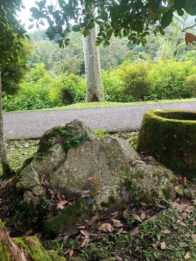 This media file presents a lush, verdant outdoor scene, likely in a natural park or forested area in Mahabaleshwar, India. The image is dominated by various shades of green, indicative of dense vegetation and a humid environment.

In the immediate foreground, large, irregular rocks heavily covered in green moss and lichen are prominent. Scattered around the base of these rocks and on the ground are dry, fallen leaves, intermingled with patchy green ground cover. To the right of these rocks, a rectangular, moss-covered stone or concrete structure, possibly a planter or trough, also blends into the natural setting.

A dark grey, paved pathway or road horizontally bisects the midground of the image, separating the mossy foreground elements from the rich background foliage. Beyond the pathway, the scene unfolds into a dense expanse of various green shrubs and trees, creating a layered effect of wilderness. A tall tree with a striking light-colored, smooth bark stands prominently to the right of the pathway in the mid-background, its trunk rising vertically.

The top portion of the image is framed by the dark green leaves and branches of an overhead tree, suggesting a shaded, canopied area. The lighting is soft and diffused, characteristic of an overcast day or an area with significant tree cover, which enhances the tranquil and serene atmosphere of the natural landscape. No people or visible text are present in the image.