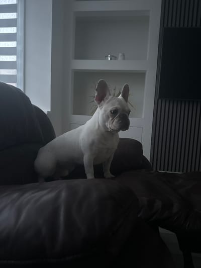 A pale-colored French Bulldog sits atop a dark leather sofa. The room is dimly lit. In the background is a white shelving unit and a window. The location, Chatham, United Kingdom is not directly verifiable from the image.