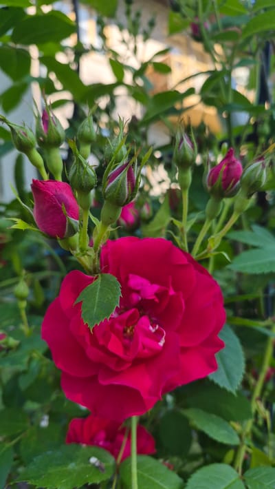 This is a close-up, eye-level, vertical shot of a vibrant pink rose in bloom. The rose is the central subject, positioned slightly to the right of the frame. Its petals are a rich, saturated pink, with delicate hints of lighter pink and white towards the center. The rose is surrounded by several tightly closed buds, also in shades of pink and green, hinting at future blooms. Green leaves, some serrated at the edges, are interspersed throughout the composition, providing a lush backdrop. The background is softly blurred, suggesting an outdoor garden setting with hints of sunlight filtering through foliage and possibly distant structures. The image appears to have been taken in Ļūbaste 0001, Latvia, likely during the daytime. No people or specific actions are depicted.