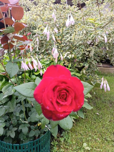 A single, vibrant red rose is the focal point of this image, captured in close-up with a shallow depth of field that blurs the background. The rose's petals are glistening with small water droplets, suggesting recent rain or dew. Behind the rose, a lush garden scene unfolds. To the left, rose bushes with reddish-brown leaves are visible. In the mid-ground, a variegated shrub with green and white leaves forms a dense backdrop. Hanging from delicate stems are clusters of small, pale pink bell-shaped flowers, possibly hosta flowers, adding a delicate contrast to the bold red rose. The ground is covered with green grass and some patches of clover. A small, green, decorative fence partially encloses the base of the rose bush. The overall scene evokes a tranquil garden setting. The location is identified as Tatysh, Russia.