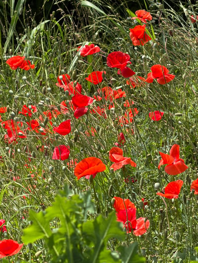 A field of red poppies is in bloom, with their bright petals contrasting against the green stalks and leaves. The poppies are clustered together, with some in full bloom and others still in bud. The field is densely packed, with many poppies visible in the frame. In the foreground, a large, blurry green leaf obscures part of the poppies. In the background, taller grasses and foliage create a natural backdrop. The image captures a vibrant and natural scene, likely in a rural area. This image was taken in the vicinity of Selanovtsi, Bulgaria.