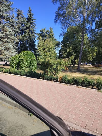 The image shows a park area with a paved walkway made of reddish-brown bricks laid in a herringbone pattern. The walkway is bordered by a low hedge of green bushes. Beyond the hedge, there is a grassy area with scattered trees, including tall coniferous trees and deciduous trees with green foliage. A distinctly rounded, bushy tree is also visible. In the background, there are benches and possibly some vehicles. The sky is clear and blue. The image appears to have been taken from a low angle, possibly from inside a vehicle, as a dark car door frame or window is visible in the foreground, partially obscuring the lower left portion of the scene. There are no people clearly visible in the image. The setting is likely a public park or urban green space in Borzna, Ukraine, given the context.