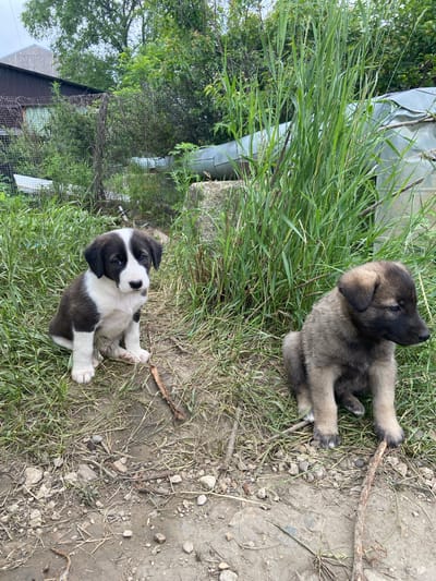 Two puppies, one black and white and the other brown, sit on a dirt path in Gvozdevo, Russia. The puppies are in the foreground, with tall green grass and trees behind them. In the background, a building with a metal roof is visible, as well as a wire fence. The scene appears to be in a rural or suburban area, with evidence of both natural elements and human structures.