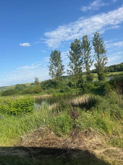 The image depicts a rural landscape in Ukraine, specifically in Yasnyshche. The scene is dominated by lush greenery, with a narrow body of water, likely a river or stream, winding through the vegetation. Tall trees with dense foliage are prominent, some leaning over the water. The foreground features a mix of vibrant green grass and drier, straw-like grasses, indicating a warm season. Power lines traverse the sky, suggesting the presence of infrastructure in the otherwise natural setting.

The sky is a clear blue with scattered white clouds, suggesting fair weather. The lighting indicates it is daytime, likely late morning or early afternoon, given the angle of the shadows. There are no people or animals visible, and no specific event or activity is taking place. The overall impression is one of natural tranquility and rural life, with the power lines serving as a subtle reminder of the modern world. The image is presented in portrait orientation, with the horizon appearing vertically aligned.