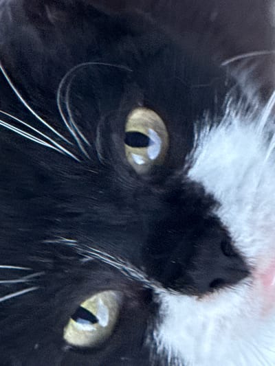 The media file is a close-up, low-angle, horizontal shot of a black and white cat's face. The cat's fur is predominantly black, with white fur visible around its muzzle and eyes. Its eyes are wide open and are a striking pale yellow or greenish-yellow color with dark pupils. White whiskers extend from its muzzle, some of which are blurred due to motion. The cat's nose is black and wet-looking. The overall lighting suggests it might be daytime, but the specific time or weather conditions are not discernible. The image focuses tightly on the cat's facial features, with no other subjects or background elements visible. The emotional tone conveyed is one of alertness or curiosity due to the direct gaze of the cat. There is no visible text within the image. The location context provided is Vyzhnytsia, Ukraine, but this cannot be confirmed from the image itself.