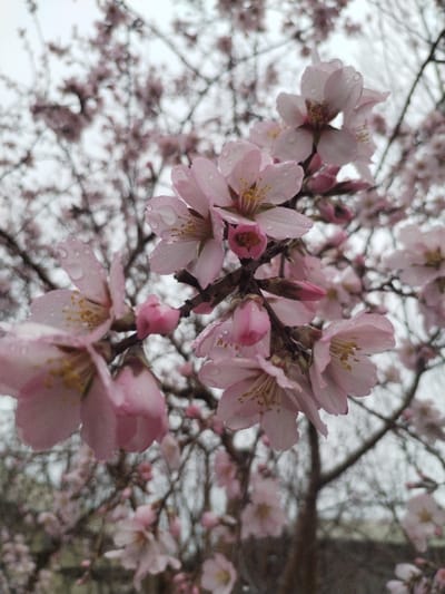 A close-up photograph captures a section of a flowering tree branch, observed in the city of Limbur, Uzbekistan. The branch supports multiple clusters of light pink blossoms and unopened buds. Each fully opened flower features five light pink petals, with prominent yellow stamens centrally located. Numerous small, transparent water droplets are visible on the surfaces of the petals and buds, indicative of recent precipitation. The background consists of out-of-focus tree branches also bearing blossoms, set against an uniformly overcast, light gray sky. No human figures or man-made structures are discernible.