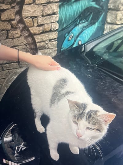 A white cat with gray tabby markings is lying on the hood of a black car. A person's hand is gently stroking the cat's back. In the background, there is a textured stone wall with a mural of blue fish painted on it. The scene appears to be outdoors in what could be a residential area or a public space in Natsovtsi, Bulgaria. The lighting suggests it is daytime.