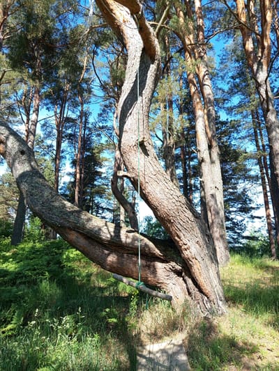 The image displays a sunlit forest scene in Podborov'e, Russia, centered on two large, intertwined pine trees in the foreground. The primary tree on the left exhibits a thick, gnarled trunk with rough, light brown bark, branching horizontally and showing patches of lichen and several dark knot holes. A green rope swing with a wooden seat is suspended from this tree's lower branch, extending towards a light-colored ground path or stepping stone visible in the lower right. The rope ascends into the upper canopy. Adjacent to it, on the right, is another large pine tree with a robust, curved trunk, its bark texture similar to the first, suggesting shared growth.

The ground is covered with lush green grass, dense ferns, and scattered small white and yellow wildflowers, all brightly illuminated by sunlight casting prominent shadows on the tree trunks and the forest floor. Numerous tall, slender pine trees with dark green foliage form the background, silhouetted against a clear, bright blue sky. No individuals or animals are present in the depicted environment.