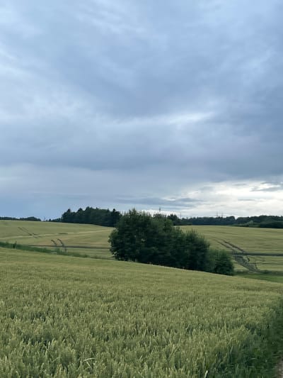 The image depicts a vast, green wheat field under a cloudy sky. In the mid-ground, a cluster of dense trees stands out, breaking the expanse of the field. Further in the distance, a line of trees forms a darker horizon, with power lines and poles visible amongst them. The field itself shows evidence of tracks, likely from agricultural machinery, creating patterns within the wheat stalks. The overall impression is of a rural landscape in the Сеніцкі сельскі Савет region of Belarus.