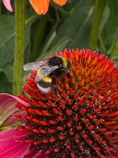 A bumblebee is perched on the central cone of a coneflower. The bee, with its distinctive black and yellow stripes and translucent wings, is positioned head-down, appearing to feed on the flower's nectar. The flower itself is vibrantly colored, with a reddish-orange center transitioning to darker hues, and pink petals extending outwards. In the background, blurred green foliage and hints of other colorful flowers, possibly orange and pink, suggest a garden or natural setting. The image was taken in Gablitz, Austria.
