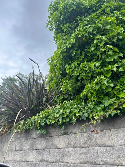 An outdoor, slightly overcast, medium shot captures a stone retaining wall in Belfast City, United Kingdom, overflowing with lush green ivy. To the left of the ivy, a tall, spiky plant with dark purple leaves stands prominently. The stone wall is constructed of rectangular blocks, and the ivy cascades over the top, with some tendrils reaching down. The sky above is a muted grey, with some clouds visible. The overall impression is one of dense, vibrant plant life against a solid, structural backdrop.