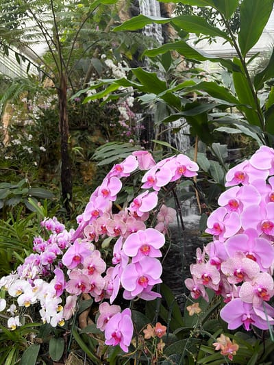 The image shows a vibrant display of orchids in a botanical garden setting, likely in Pong Yaeng, Thailand, given the presence of lush tropical vegetation and a waterfall. The foreground is dominated by numerous pink and white Phalaenopsis orchids, with their delicate petals and intricate patterns. Some orchids are a pale pink, while others have a deeper fuchsia hue, and there are also white orchids with yellow centers. Dotted amongst the larger orchids are smaller, peach-colored blooms.
Behind the orchids, a multi-tiered waterfall cascades down a rocky formation, adding a sense of movement and natural beauty to the scene. Lush green foliage, including large, glossy leaves and fern-like fronds, fills the background, creating a dense, tropical environment. Tall, slender trees with dark bark are also visible, contributing to the enclosed, greenhouse-like atmosphere, suggested by the translucent roof structure partially visible at the top. The lighting appears soft and diffused, typical of an indoor botanical garden or a shaded outdoor area. No people are present in the image.
