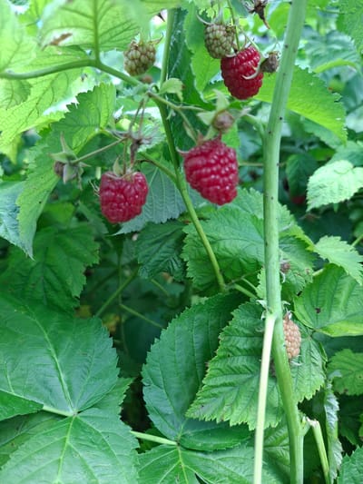 The image shows a close-up of a raspberry bush with several ripe and unripe berries. The berries are a vibrant red, and some are still green and developing. The leaves of the bush are a deep green and have a serrated edge. The bush is growing in what appears to be a garden or natural setting, with soft, green foliage in the background. The image is taken in focus on the raspberries and leaves, with the background slightly blurred. The berries are suspended from thin stems. There are no people or animals visible in the image. The scene is a natural one, showcasing the fruit of the raspberry bush.