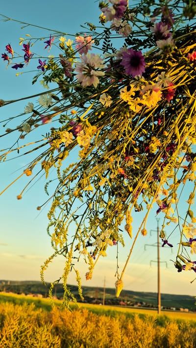 The image showcases a bouquet of wild flowers, predominantly in shades of pink, purple, and white, with some yellow accents, hanging against a clear blue sky. The flowers are delicate and varied in shape, some with multiple petals and others with a more minimalist, star-like form. The bouquet is arranged with thin, green stems and has a wild, uncultivated appearance.
In the background, a field of tall, golden-yellow grass stretches into the distance, suggesting a rural or natural setting. A subtle horizon line separates the sky from the landscape. In the far distance, a line of power lines and poles is visible, along with a faint outline of buildings or a small town nestled between the field and the sky. The lighting suggests it is either early morning or late afternoon, with a warm, golden hue casting over the scene, particularly on the grass and some of the flowers. There is no visible text in the image. The overall mood is serene and natural, highlighting the beauty of wildflowers in an outdoor environment.
