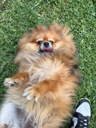 A medium-sized, long-haired, tan and brown dog is lying on its back on a patch of green grass. The dog's head is towards the upper left of the frame, with its tongue sticking out. A white sneaker with black laces and black trim is visible in the upper right corner of the frame. The scene appears to be outdoors, possibly a lawn or park. There is no indication that this is Cuautla, Mexico.